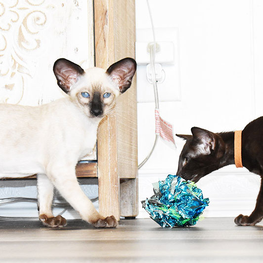 Siamese and Oriental Shorthair kittens are playing around
