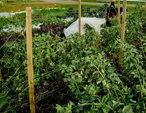 An  Allotment with vege and a plastic frame for tomatoes and cougettes