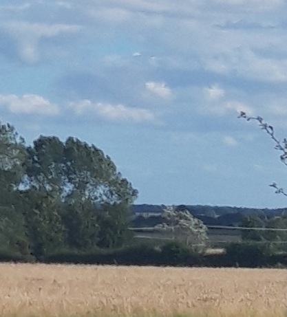 A view across the wheat field