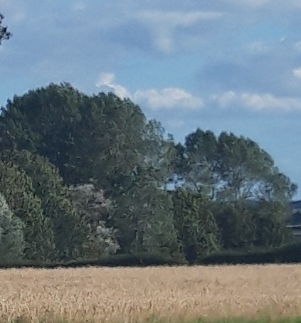 View of field with trees in background on a sunny day.
