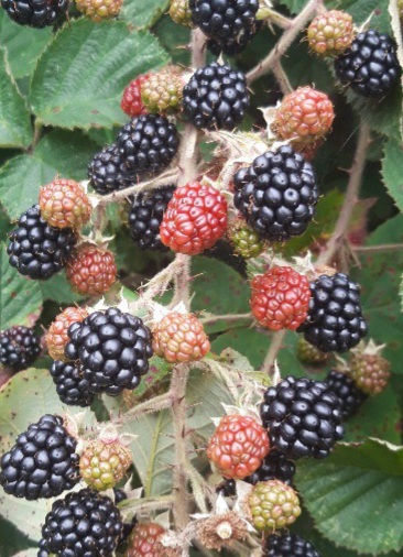 Some black bramble berries