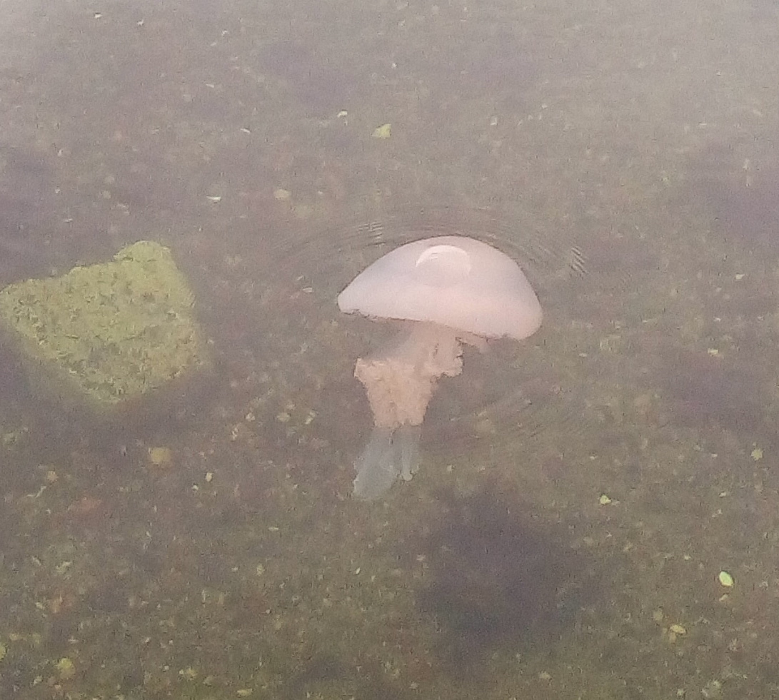 A photo of a barrel jellyfish