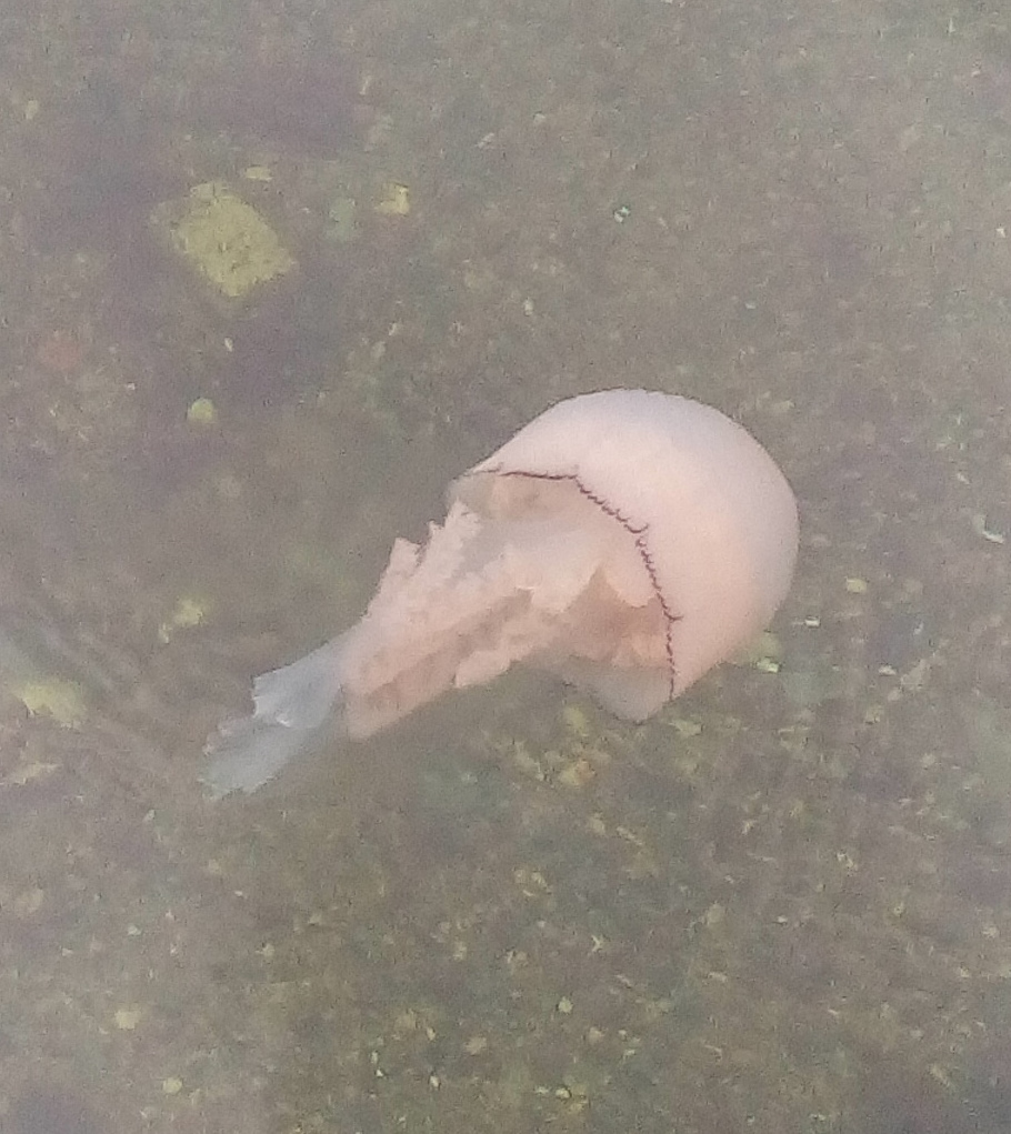 A photo of a barrel jellyfish