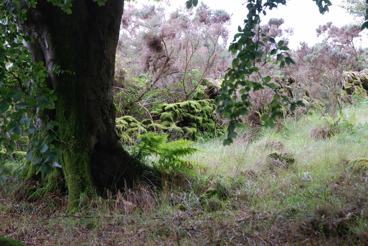 photo of a tree