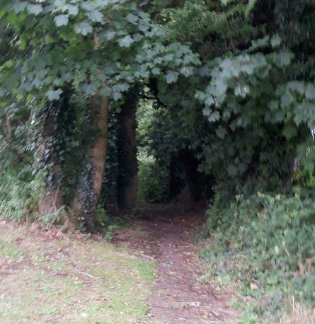 Some woods with footpath