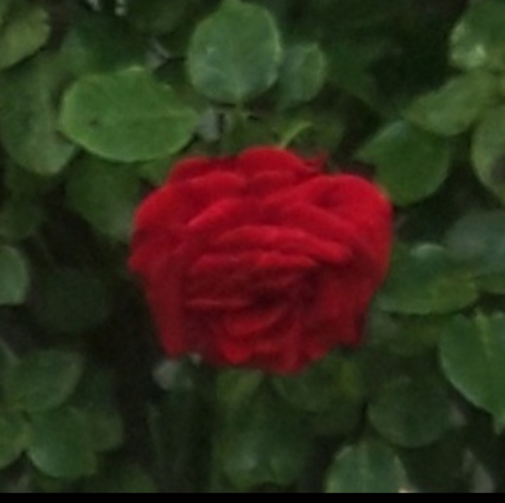 A red rose