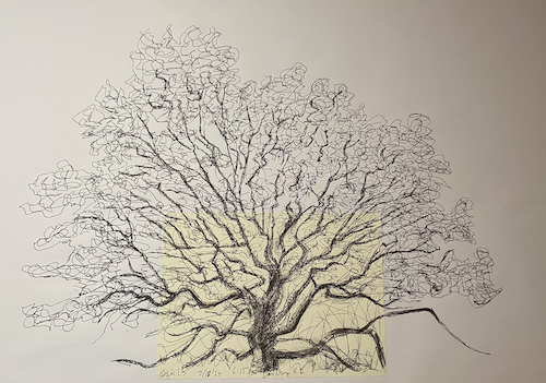 Ink drawing of an ancient oak
