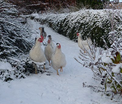 white chickens in snow