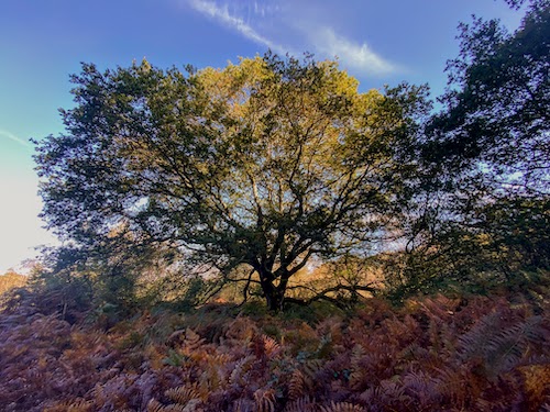 An ancient oak tree with a twisting trunk and autumn leaves