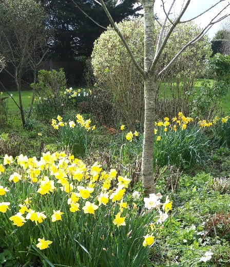 A garden of daffodils