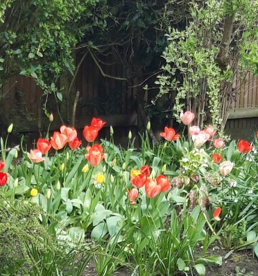 Garden containing different colorful Tulips