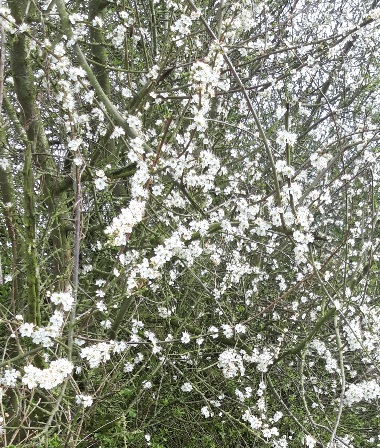 White Hawthorn flowers