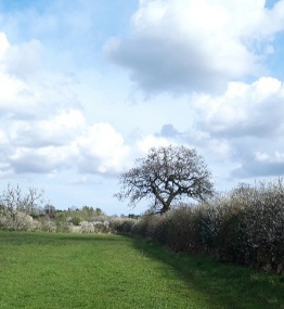Footpath with tree