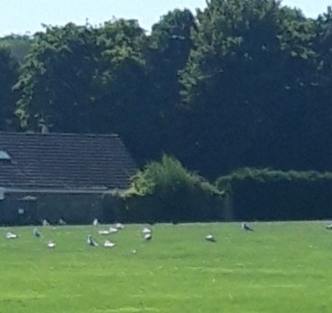 A crowd of white sea gulls in the park