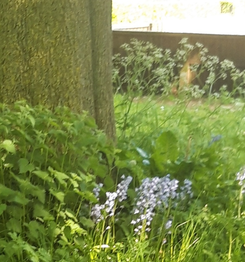 Bluebells beneath tree in woodland
