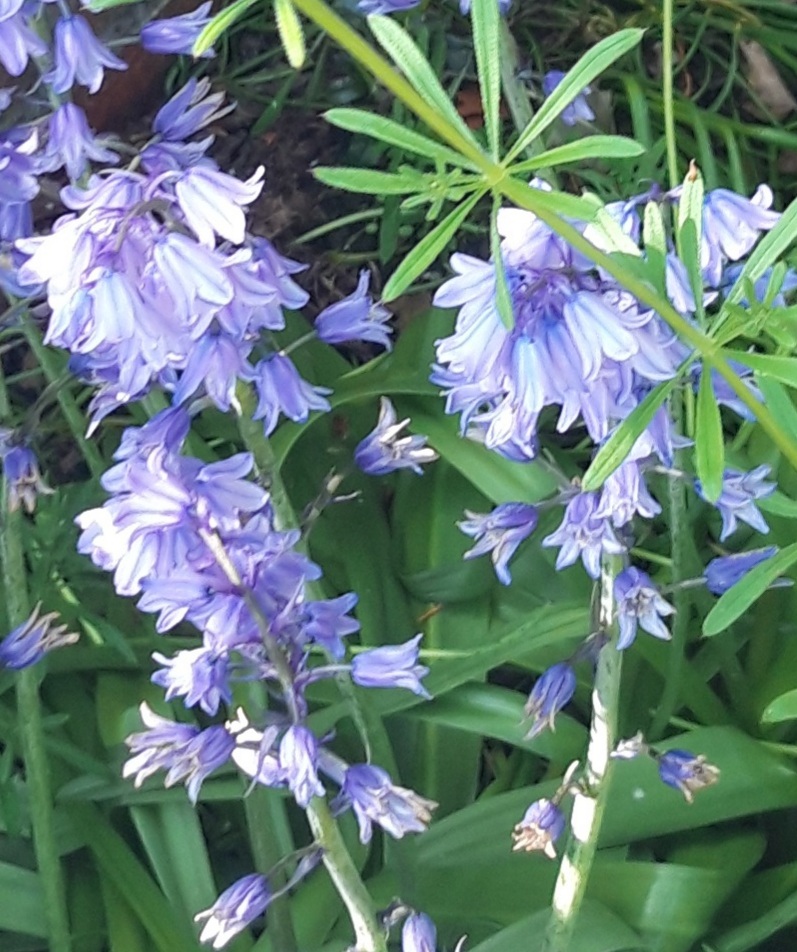 Close up of blue bell flowers