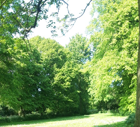 Trees and woodland in the sunlight