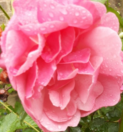 A pink rose in the garden