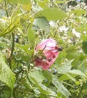 Wild rose garden