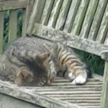 A Striped Tiger Cat asleep on the bench
