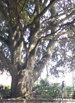 A wide sturdy tree