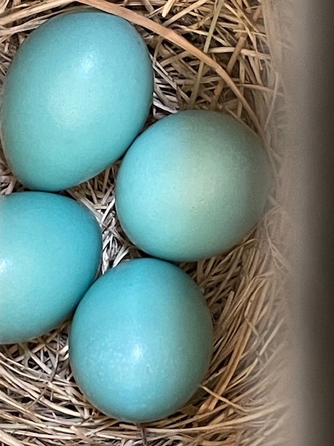 4 blue robin eggs in a nest