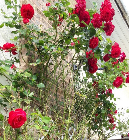 Red climbing roses