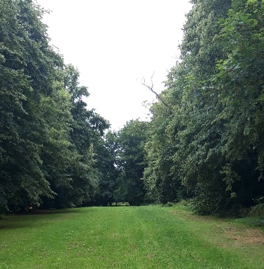 A Green Grassy Space with Tall Green Trees