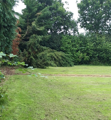 A patch of green lawn with trees