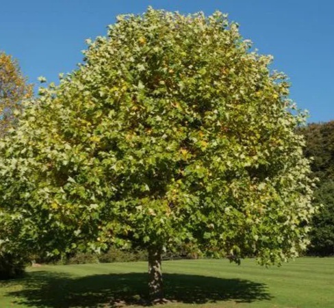 A Tulip Tree