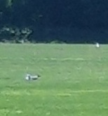 A group of sea gulls gather in the park