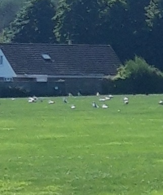 A larger gathering of sea gulls