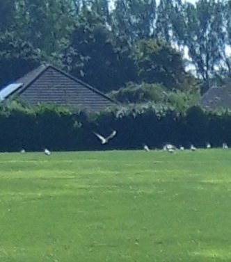 A large gathering of sea gulls