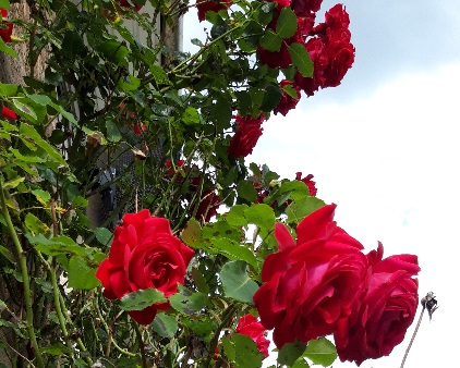 A climbing red roses bush