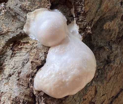 A newly formed slime mould of white goo on the decaying trunk of a veteran hornbeam tree