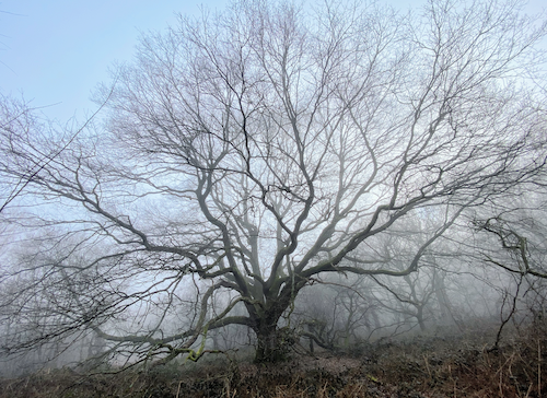 The huge branches of a pollarded old oak tree reach out in all directions in this misty winter photograph