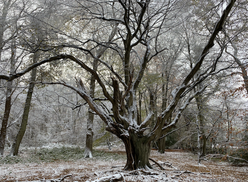 A winter woodland scene of a veteran pollarded hornbeam with massive stems reaching and curving into a canopy. There is snow.