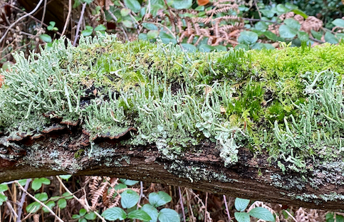 A variety of lichens and mosses on a long fallen decaying oak branch