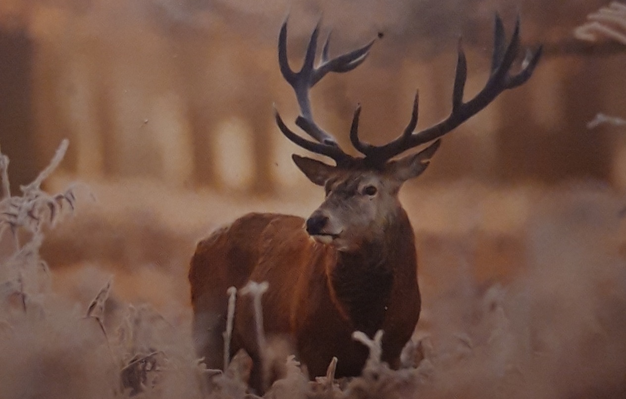 A stag deer in the wood