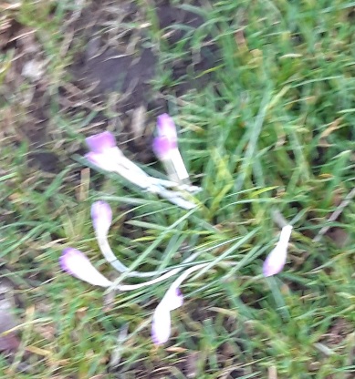 Pink crocuses