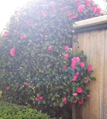 Red flowers on the shed