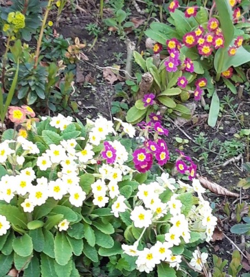 Primrose pink and yellow