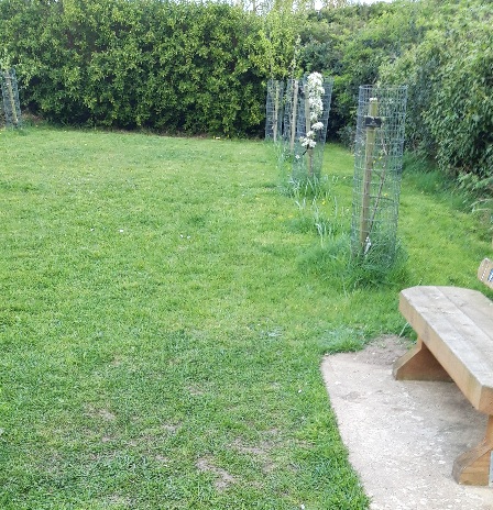 Bench in a green space with trees
