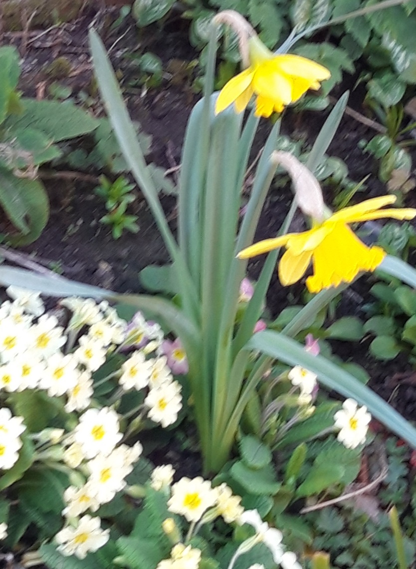 Yellow daffodils and primroses