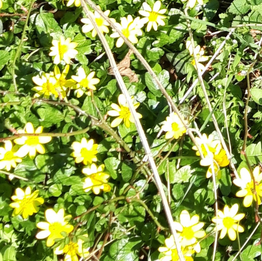 Yellow king cups