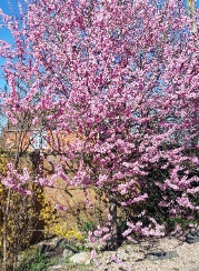 Cherry blossoms