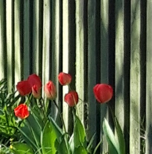 Red Tulips against the fence.