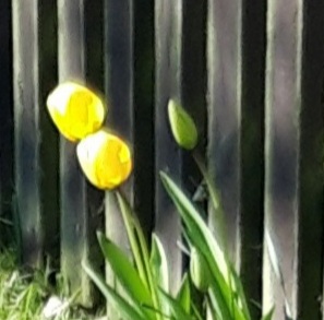 Bright Yellow Tulips