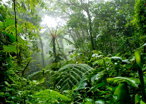 A Rainforest