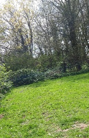 From the other side a woodland scene